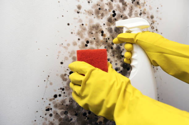 Best Residential Mold Removal  in Kadelphia, AR
