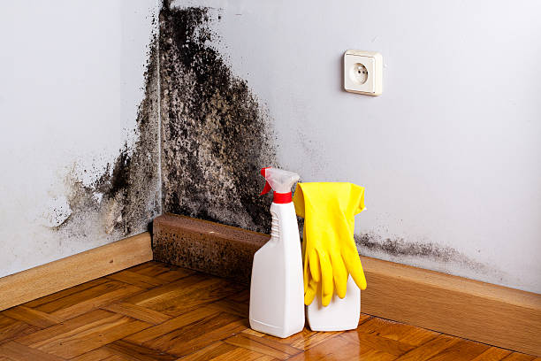 Best Local Mold Removal Service  in Kadelphia, AR