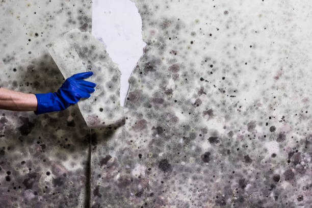 Best Black Mold Removal  in Kadelphia, AR