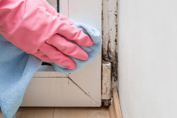 Best Mold Cleaning Services  in Kadelphia, AR